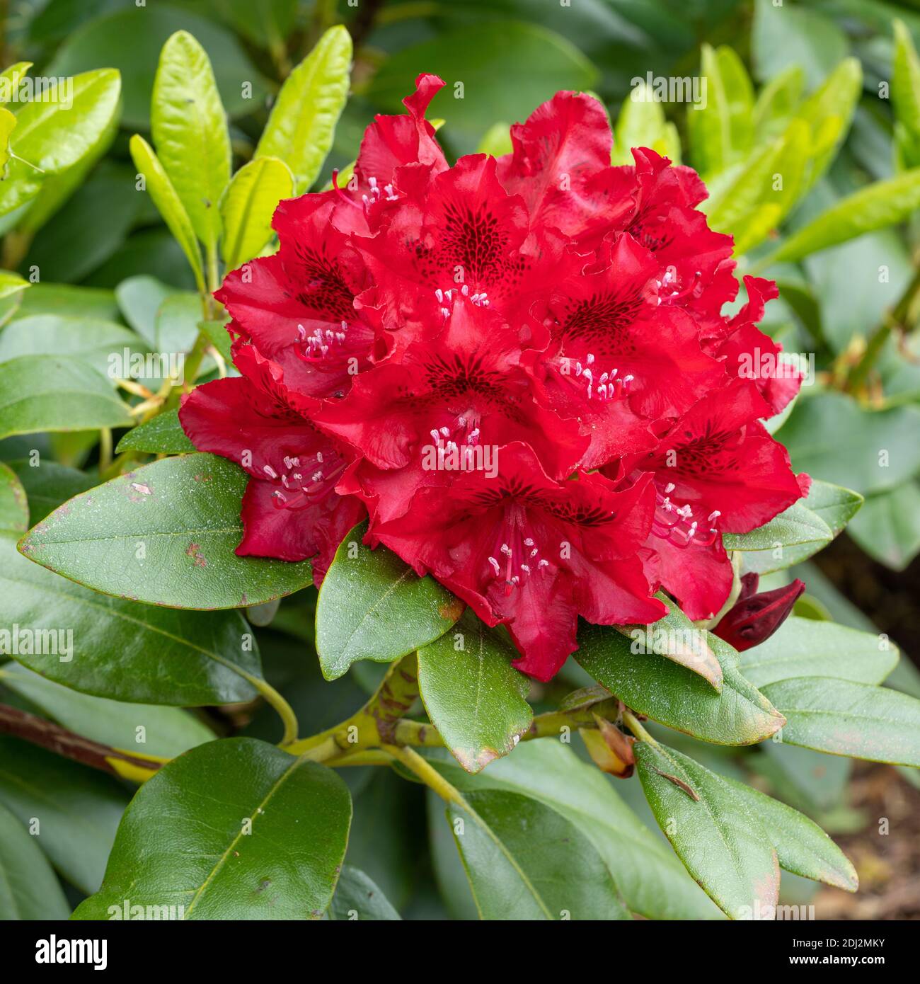 Rhododendron hybrid rabatz close up hi-res stock photography and images -  Alamy