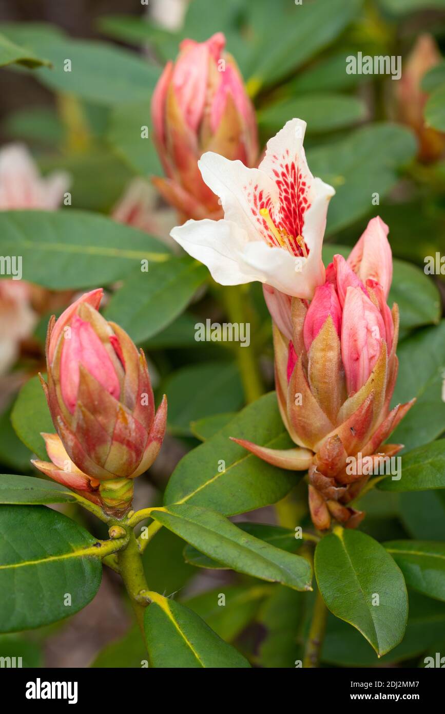 Rhododendron Hybrid Amber Kiss Rhododendron Hybride Stock Photo