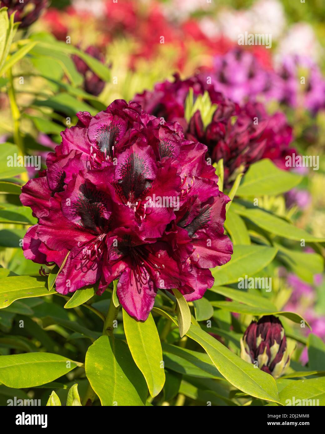 Rhododendron Hybrid Midnight Beauty Rhododendron Hybrid , Close Up Of The  Flower Head Stock Photo - Alamy