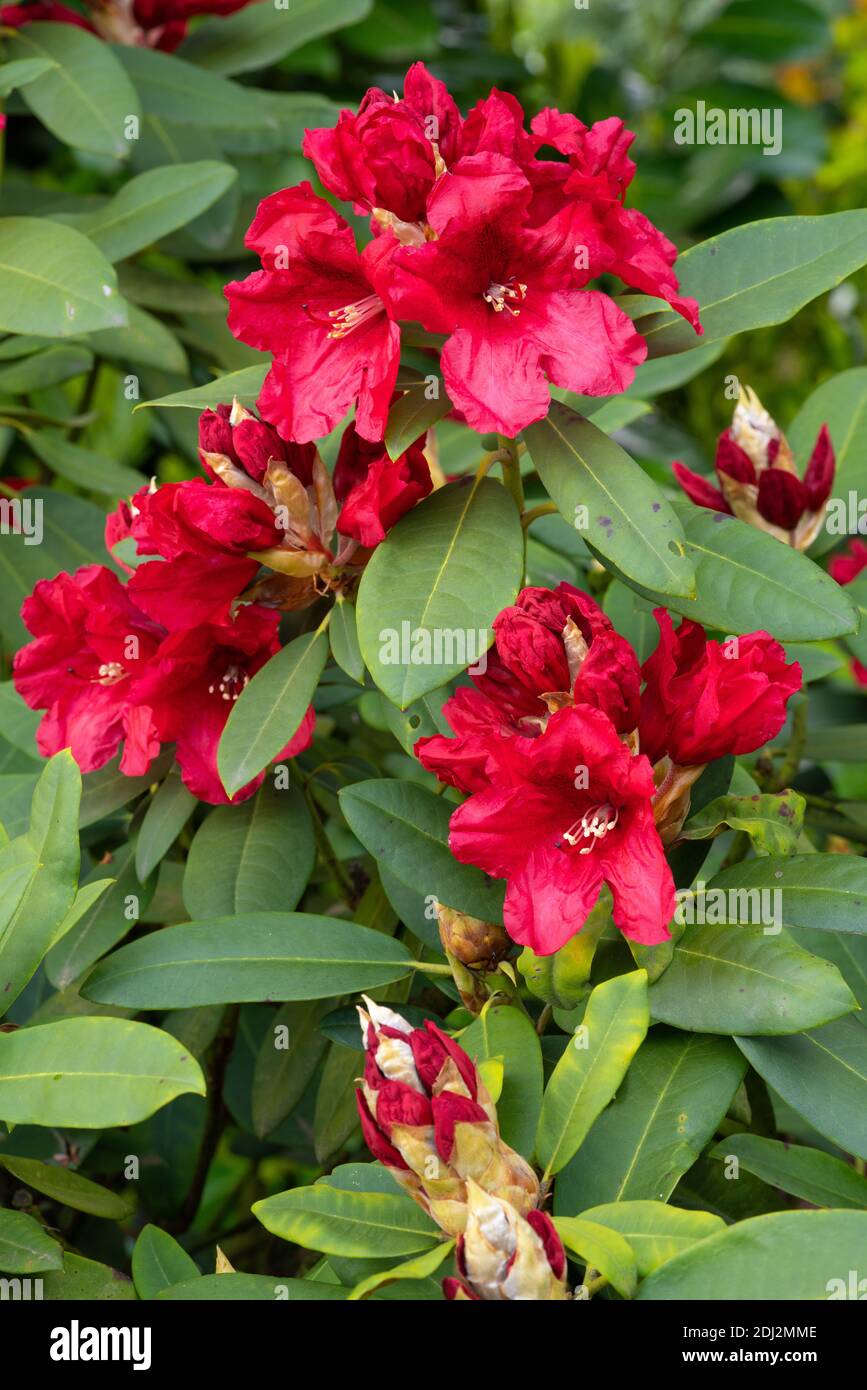 Rhododendron Hybrid Rabatz (Rhododendron hybrid), close up of the flower  head Stock Photo - Alamy