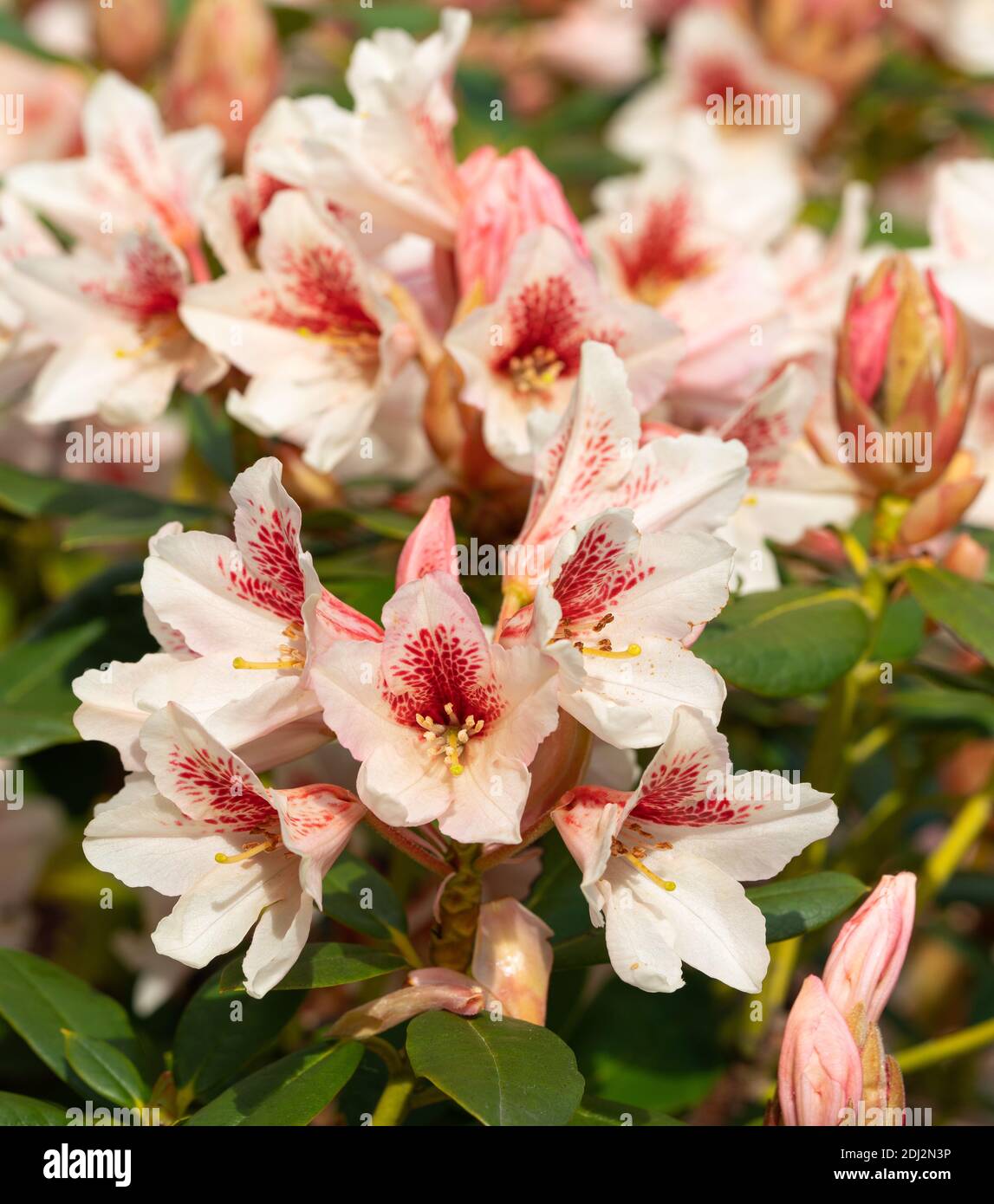 Rhododendron Hybrid Amber Kiss Rhododendron Hybride Stock Photo