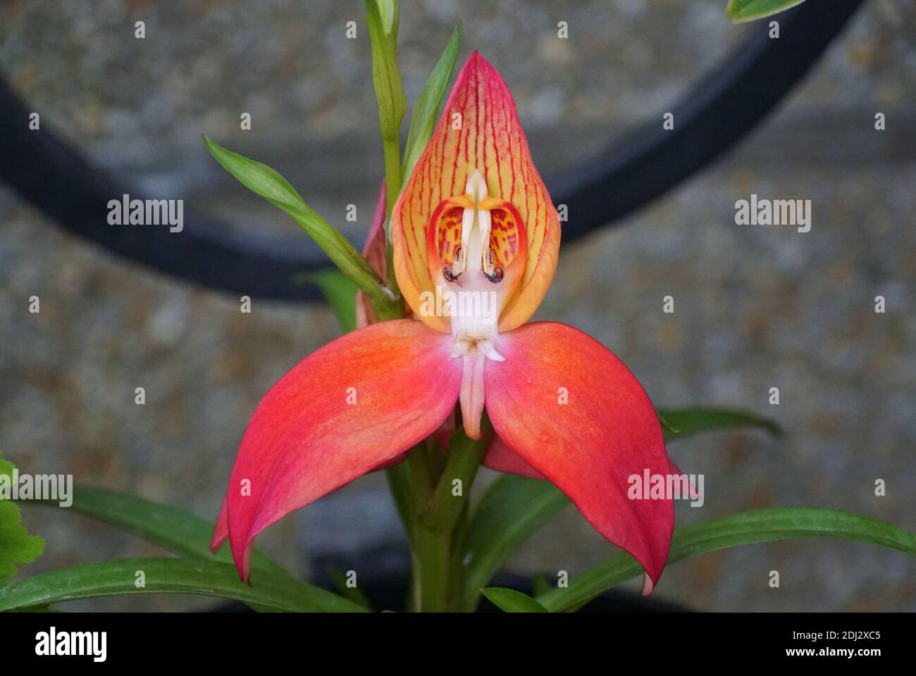 Close up of a beautiful tiny petals of Disa uniflora red orchid Stock Photo