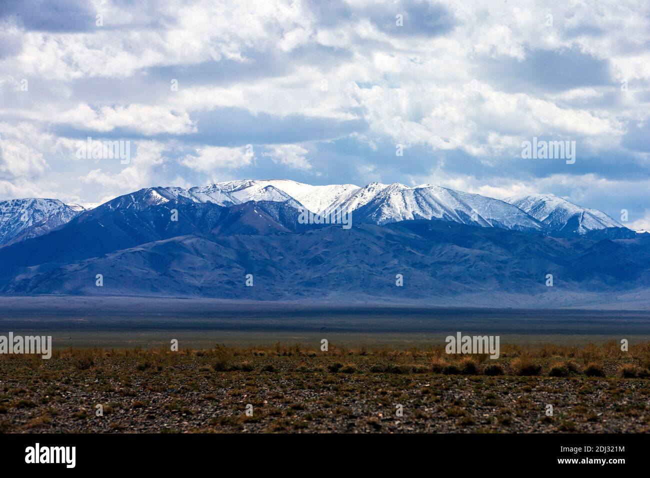 Mongolian pine hi-res stock photography and images - Alamy