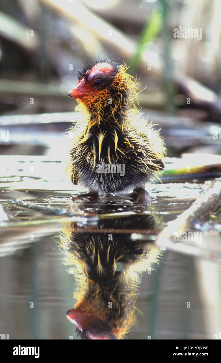 Newly-hatched American coot (Fulica americana) Stock Photo