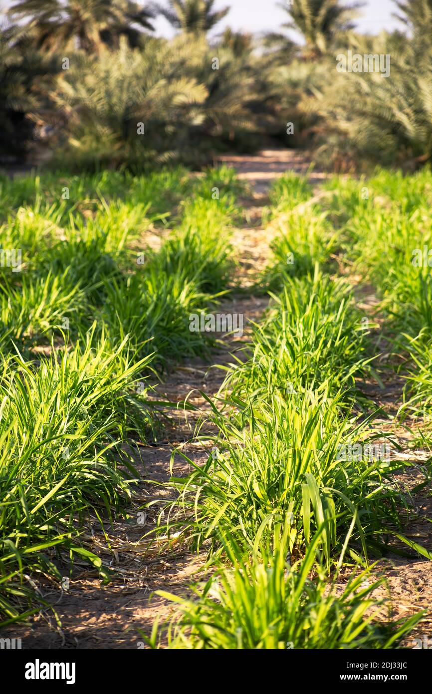 A farm in the United Arab Emirates growing grass for feeding to its animals Stock Photo