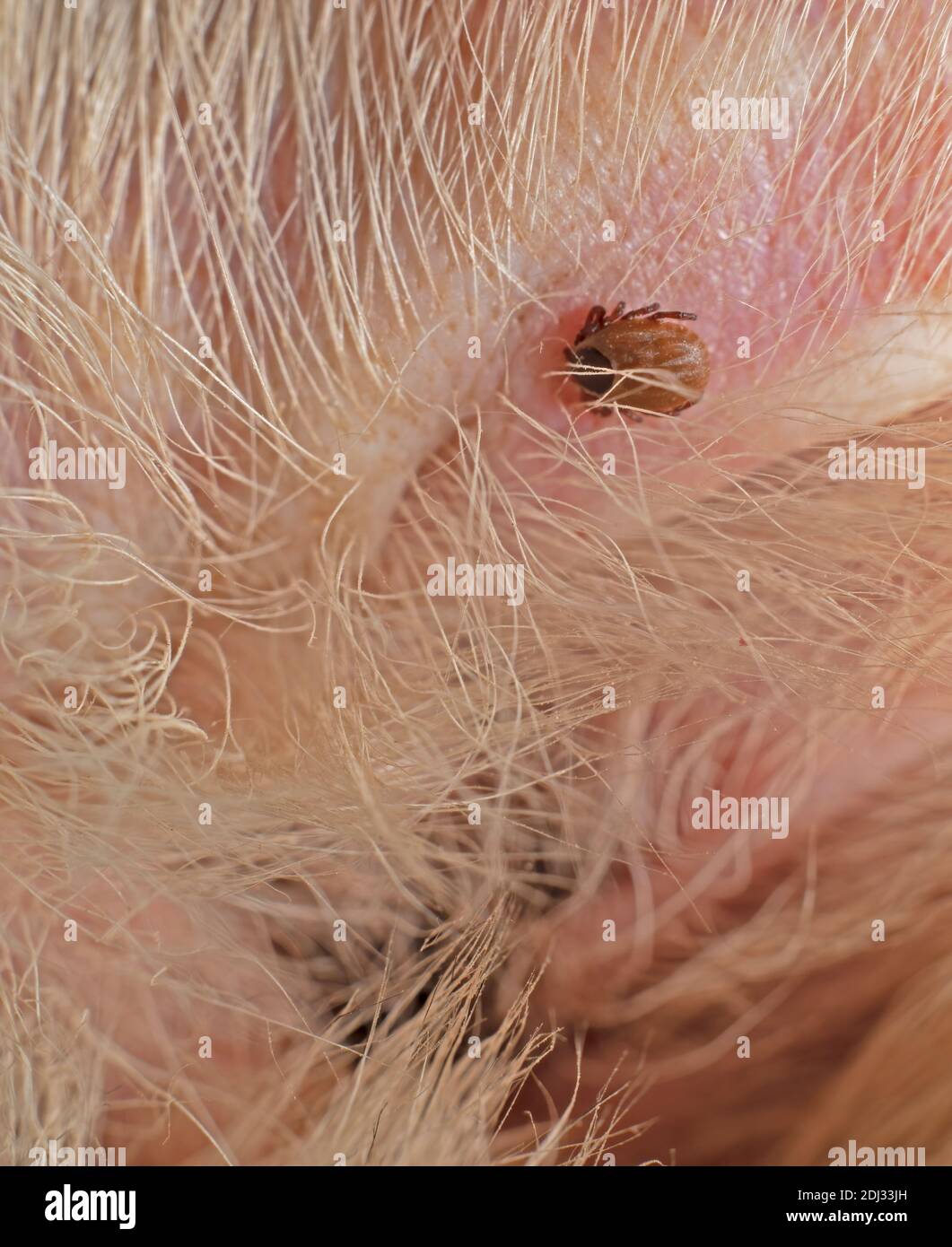 Can Ticks Live In Dogs Ears