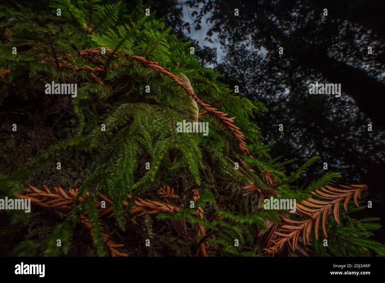 The moss covered redwood forest of the Santa Cruz mountains in California. Stock Photo