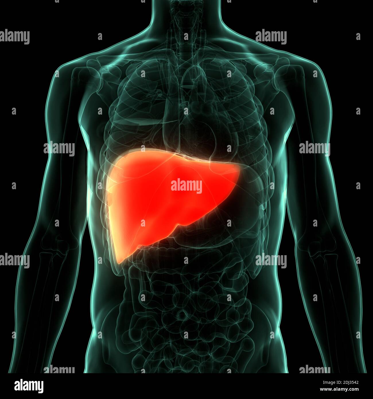 Human Internal Digestive Organ Liver Anatomy Stock Photo - Alamy
