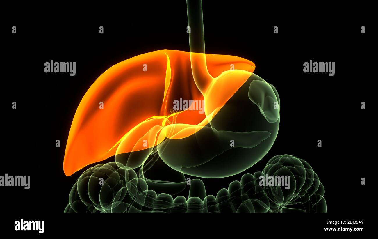 Human Internal Digestive Organ Liver Anatomy Stock Photo - Alamy