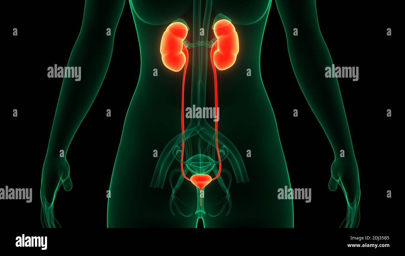 Human Urinary System Kidneys with Bladder Anatomy Stock Photo - Alamy