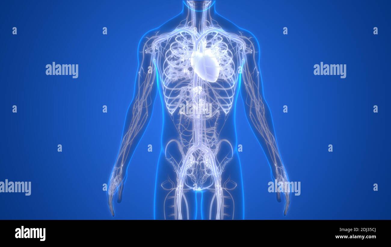 Human Circulatory System Heart Anatomy Stock Photo