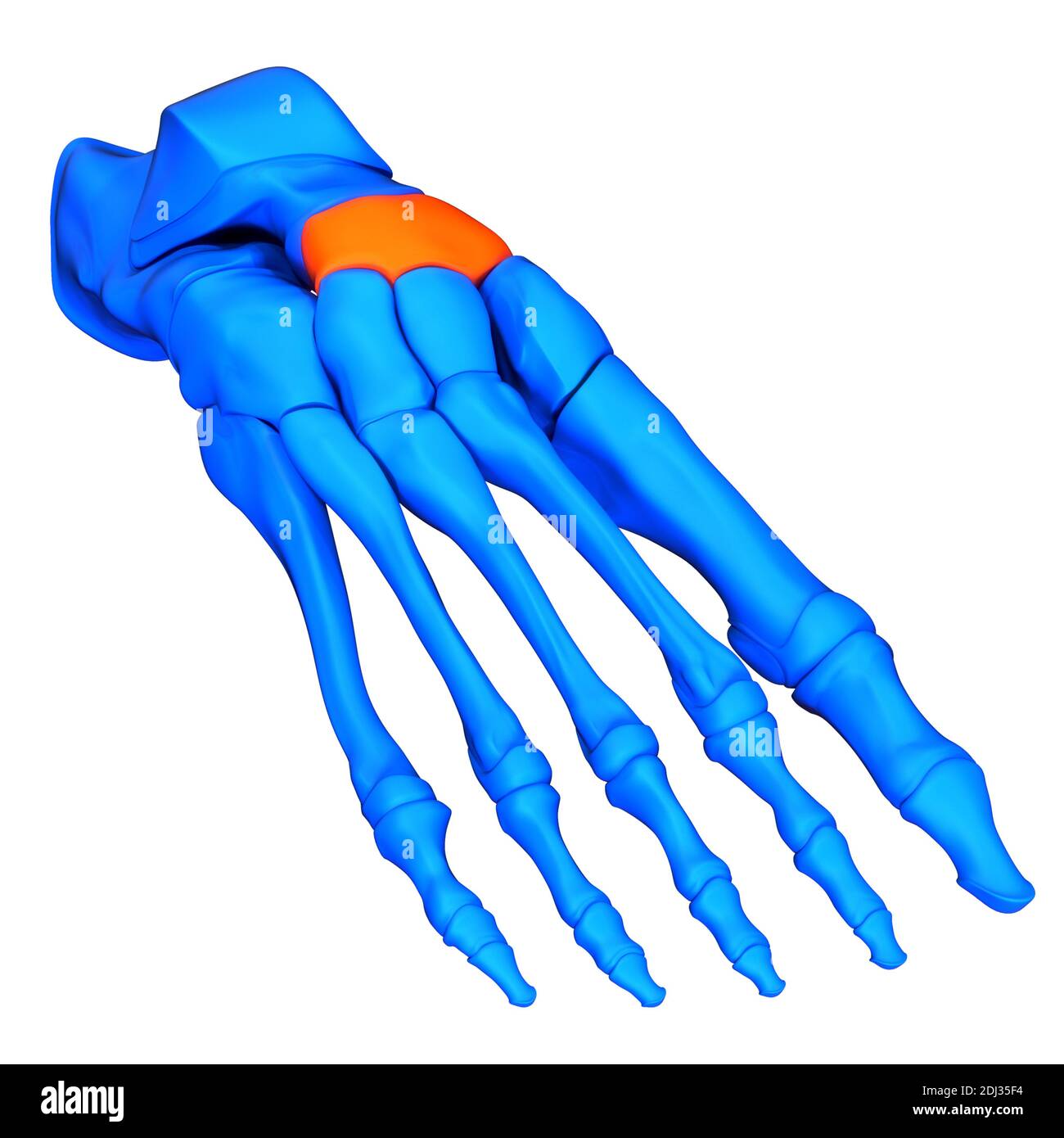 Human Skeleton System Foot Bone Joints Anatomy Stock Photo Alamy