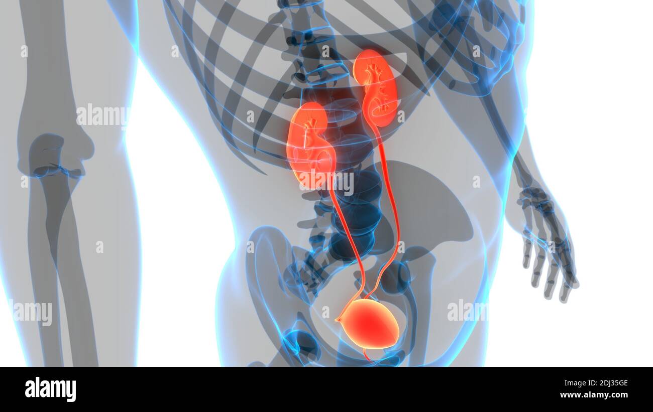 Human Urinary System Kidneys with Bladder Anatomy Stock Photo - Alamy