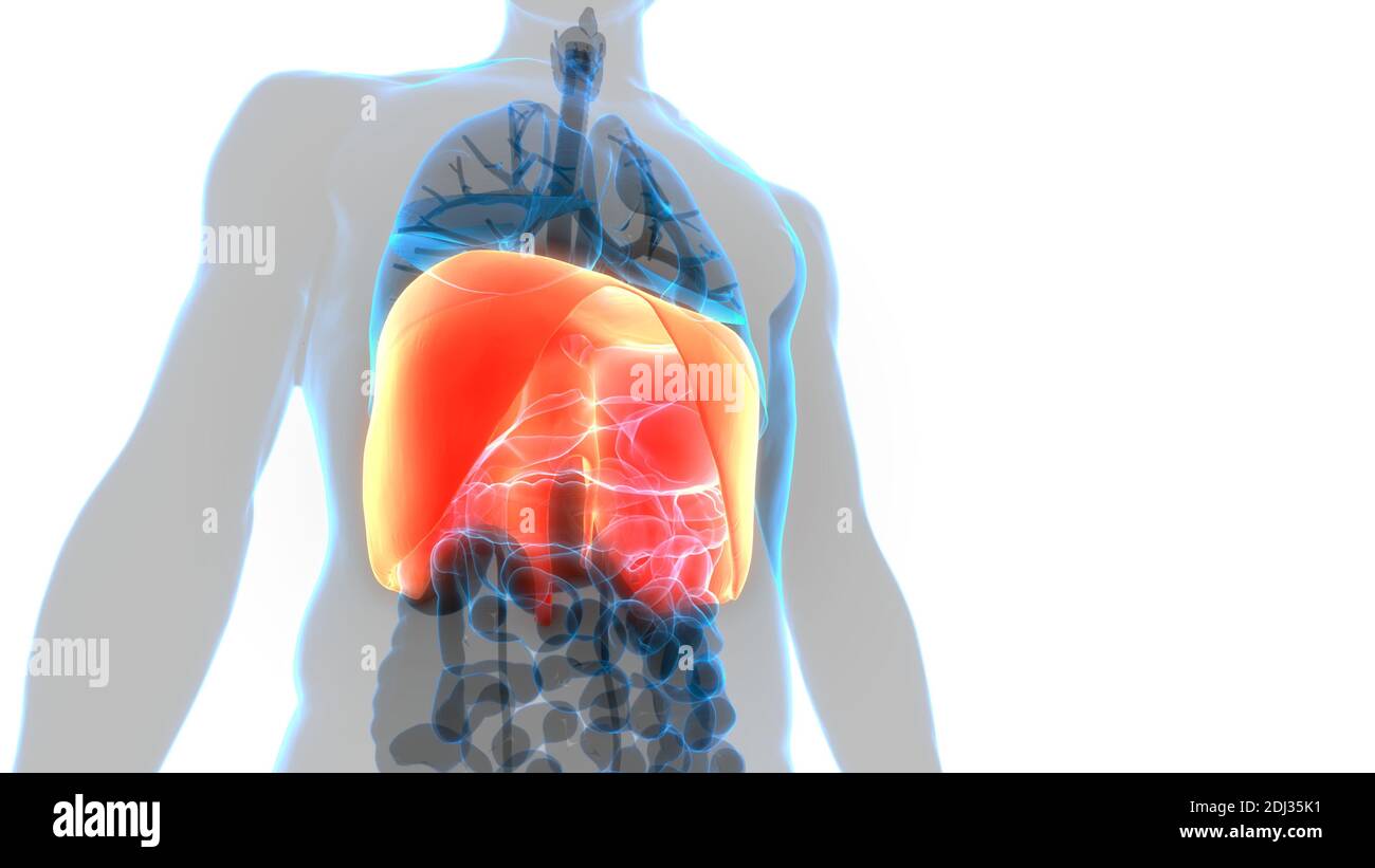 Human Respiratory System Diaphragm Anatomy Stock Photo - Alamy