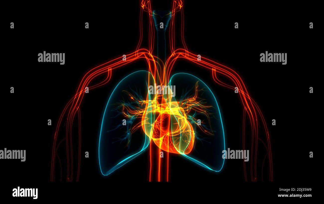 Human Circulatory System Heart Anatomy Stock Photo - Alamy