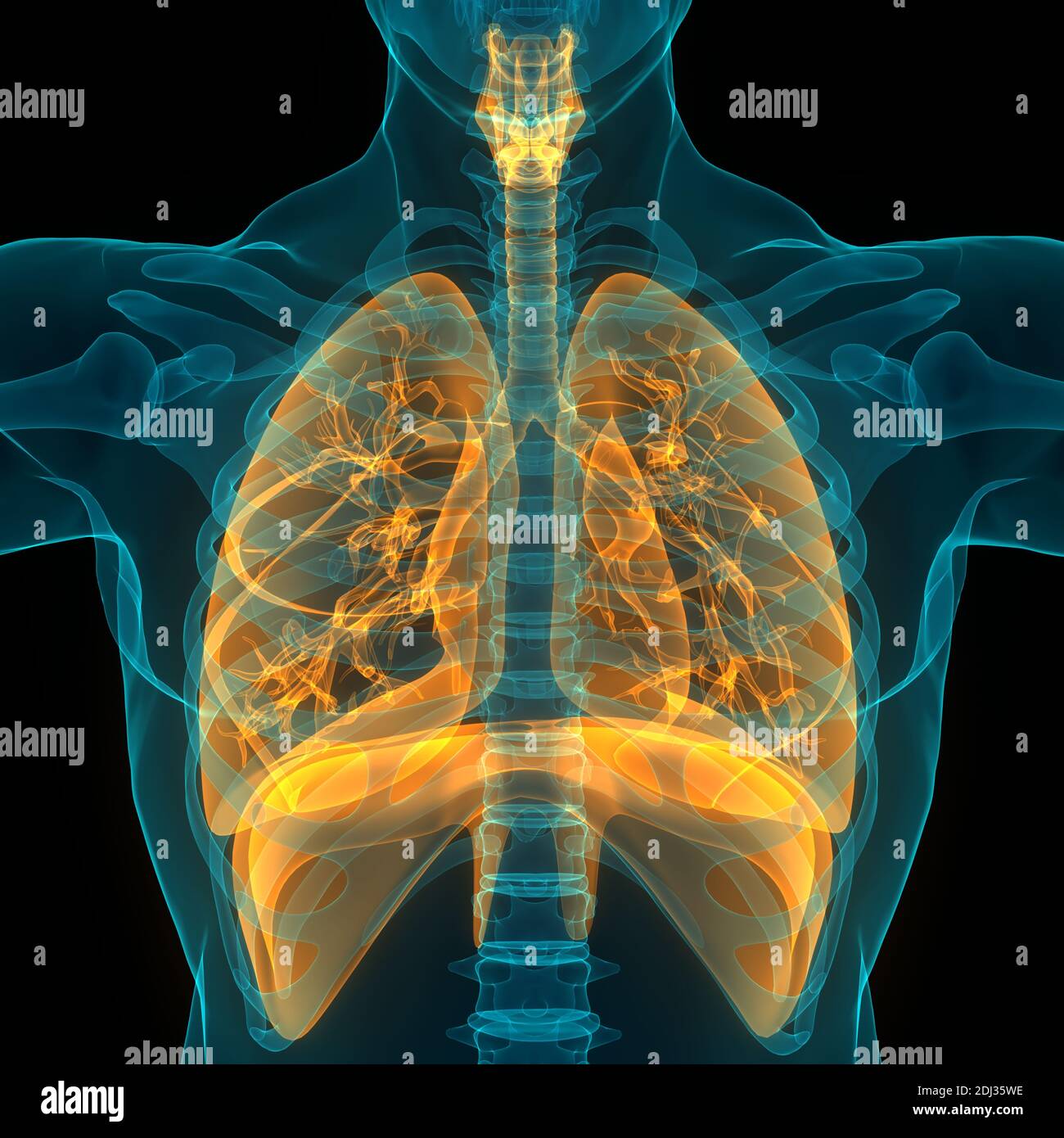 Human Respiratory System Lungs Anatomy Stock Photo - Alamy