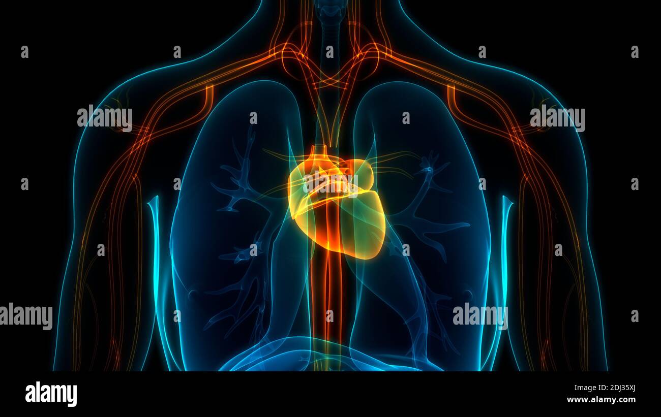 Human Circulatory System Heart Anatomy Stock Photo - Alamy