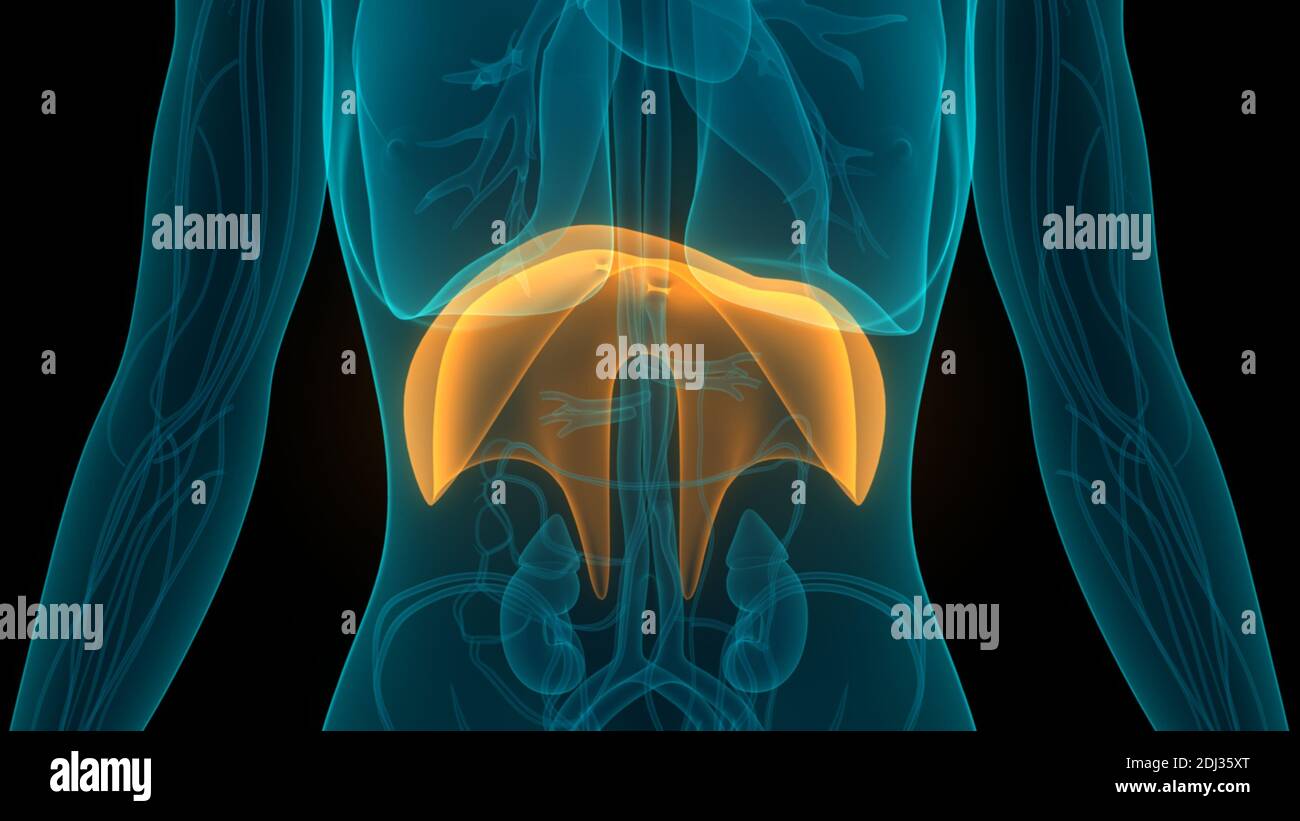 Human Respiratory System Diaphragm Anatomy Stock Photo - Alamy