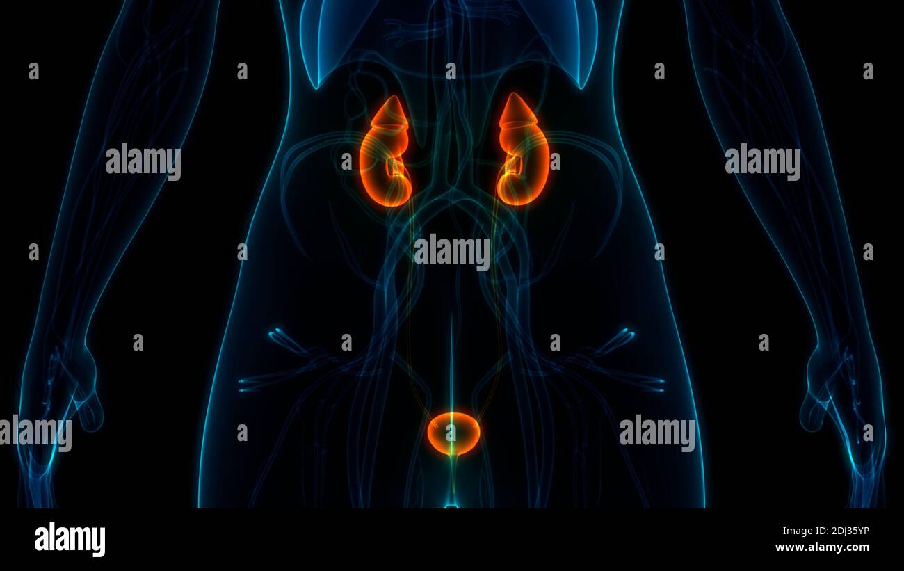 Human Urinary System Kidneys with Bladder Anatomy Stock Photo - Alamy