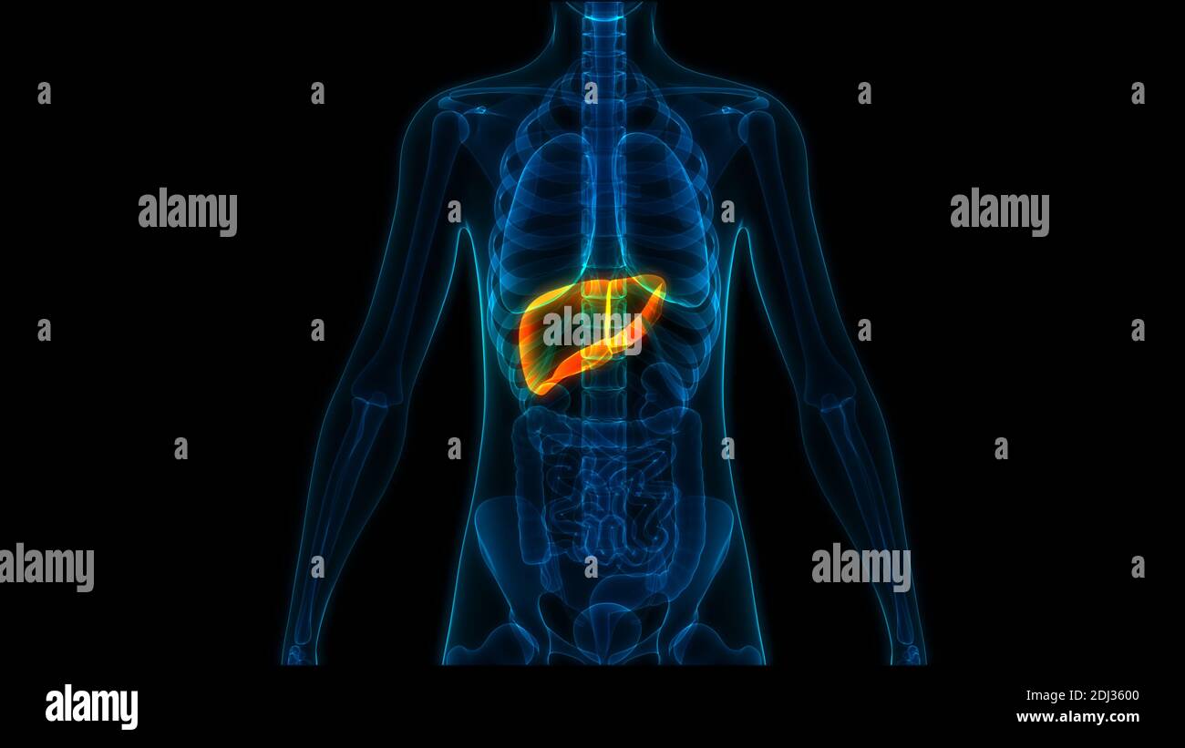 Human Internal Digestive Organ Liver Anatomy Stock Photo - Alamy