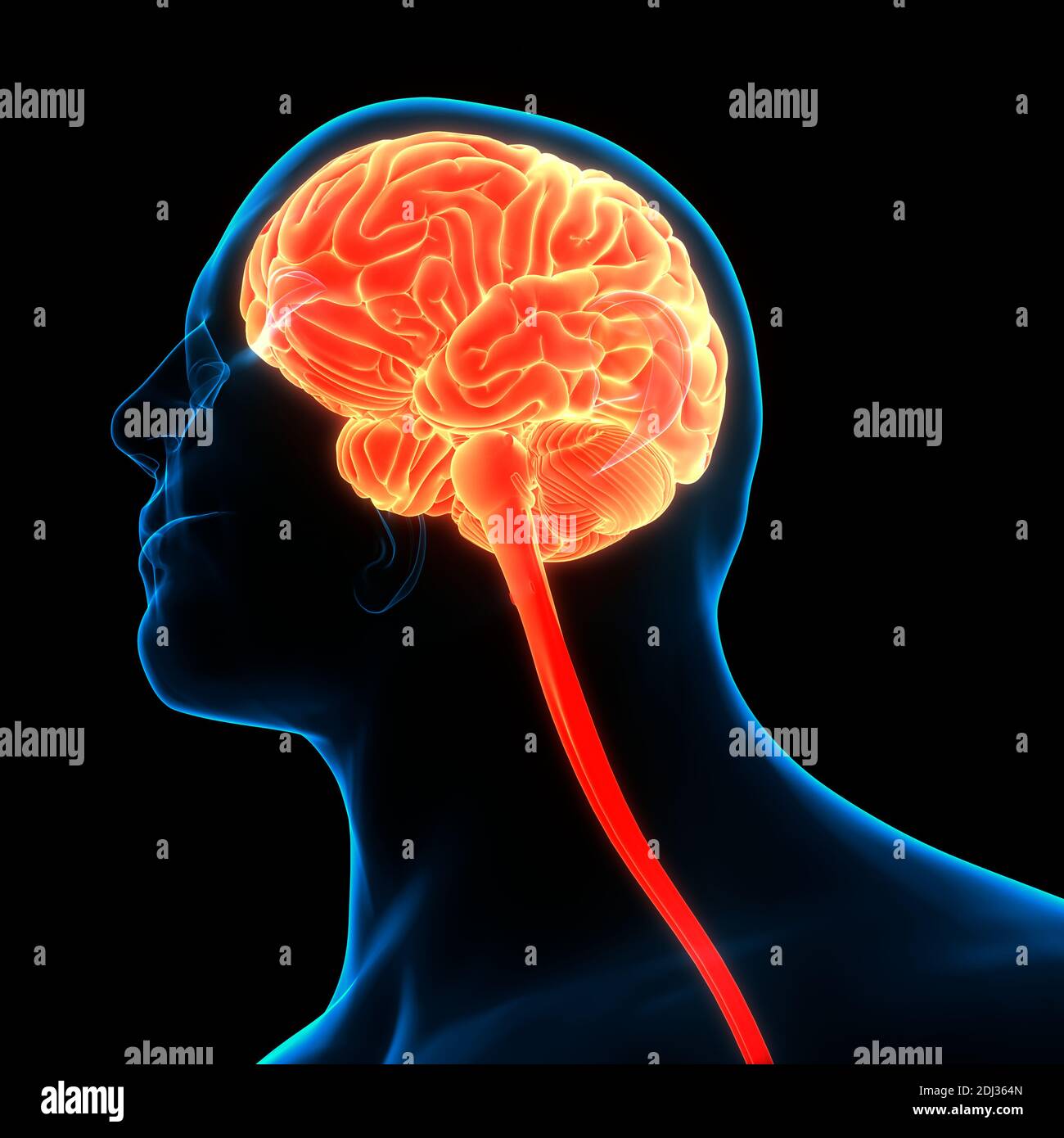 Parietal High Resolution Stock Photography and Images - Alamy