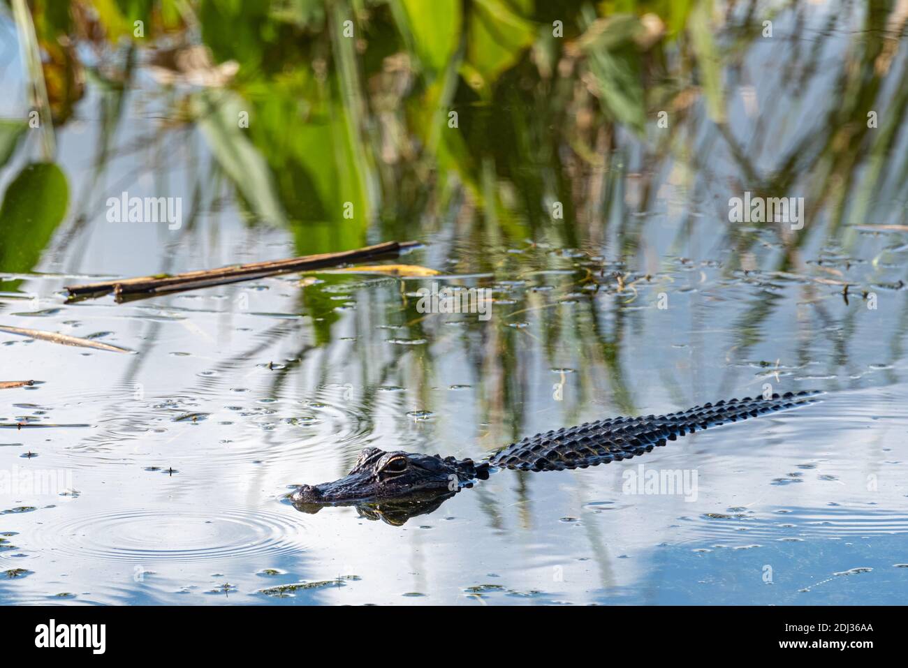 Floating alligator near the shoreline of Lake Apopka at Newton Park in Winter Garden, Florida. (USA) Stock Photo