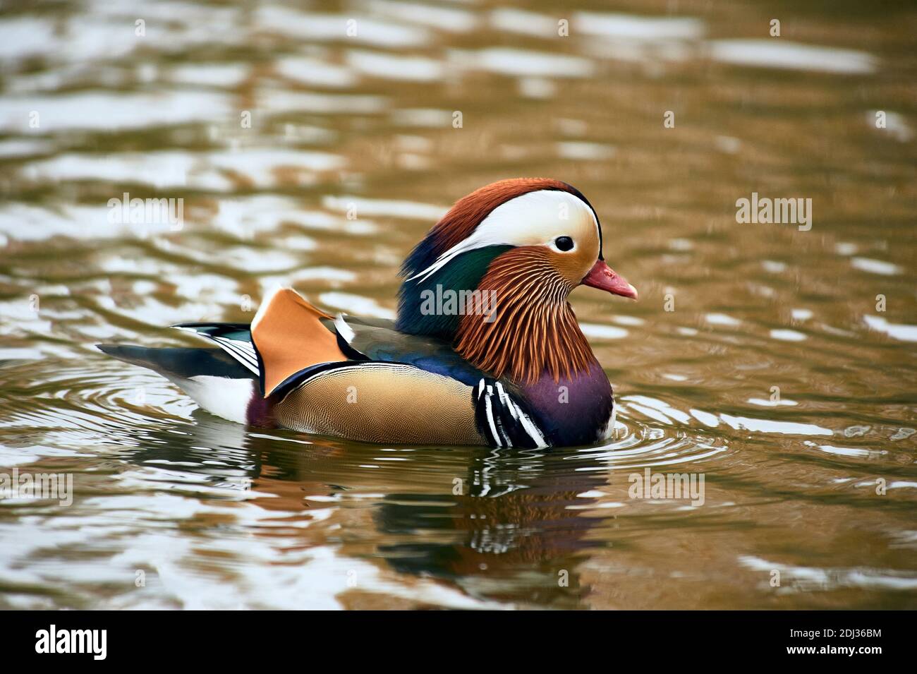 Mandarin duck swimming in a pond Stock Photo - Alamy