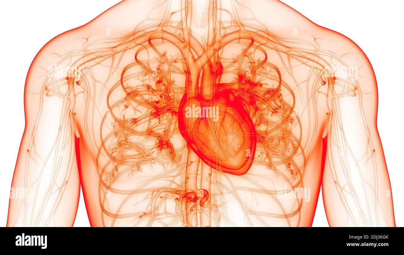 Human Circulatory System Heart Anatomy Stock Photo - Alamy