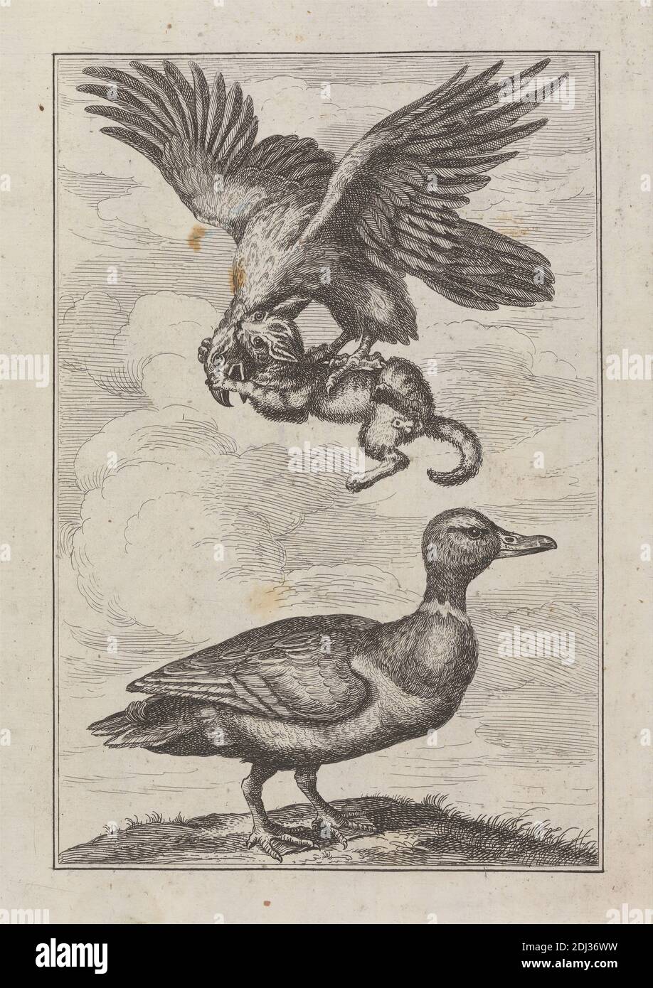 A Duck and an Eagle with prey, a Pl. for 'A New Drawing Book...of Various Kinds of Birds, Drawn From the Life by Mr. Francis Barlow, 1731 (1 of 9), Print made by George Bickham, 1683/4–1758, British, after Francis Barlow, ca. 1626–1704, British, Published by Henry Overton, 1675/6–1751, British, 1731, Etching on medium, smooth, cream laid paper, Sheet: 11 3/8 x 7 5/16 inches (28.9 x 18.5 cm), Plate: 7 1/4 x 6 inches (18.4 x 15.3 cm), and Image: 7 3/16 x 4 13/16 inches (18.2 x 12.3 cm), animal art, birds, cat, clouds, duck, eagles (birds), flying, grass, kitten, prey Stock Photo