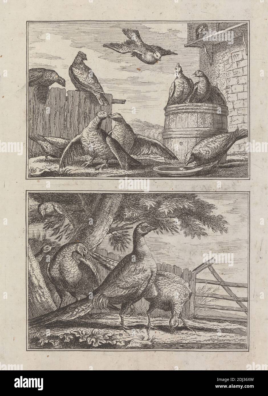 Doves and Pheasants on two plates on one sheet for 'A New Kind of Drawing Book...of various kinds of Birds Drawn from Life by Mr. Francis Barlow' 1731 (1 of 9), Print made by George Bickham, 1683/4–1758, British, after Francis Barlow, ca. 1626–1704, British, Published by Henry Overton, 1675/6–1751, British, 1731, Etching on medium, smooth, cream laid paper, Sheet: 11 5/16 x 7 3/8 inches (28.8 x 18.7 cm), Plate: 8 7/16 x 6 1/16 inches (21.5 x 15.4 cm), Image: 3 7/16 x 4 15/16 inches (8.7 x 12.5 cm), and Image: 3 1/2 x 4 15/16 inches (8.9 x 12.5 cm), animal art, barrel, birds, courtship, dish Stock Photo