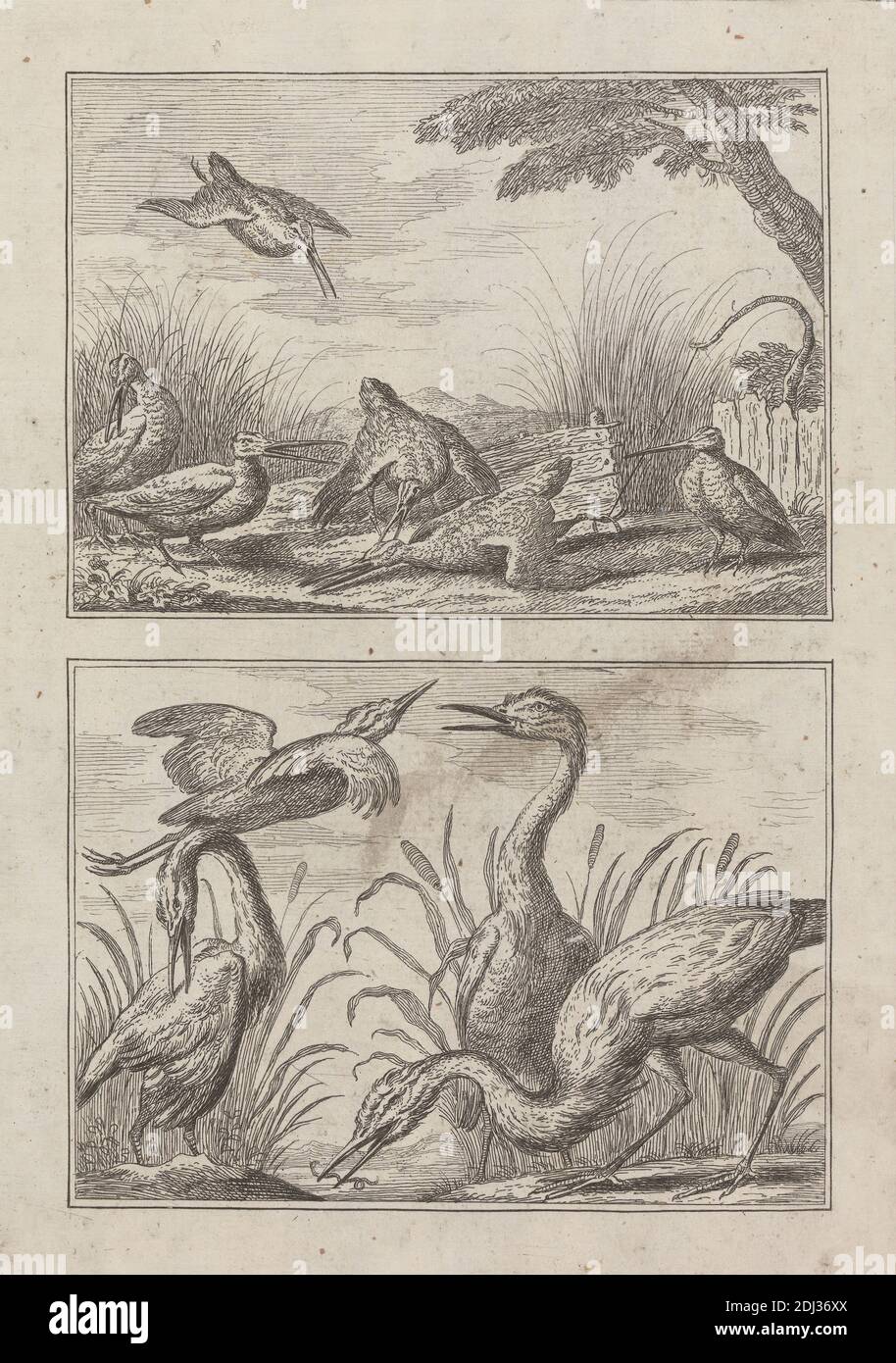 Six Snipe and four herons on two plates on one for 'A New Drawing Book..of various kinds of birds, Drawn from the Life by Francis Barlow', 1731 (1 of 9), Print made by George Bickham, 1683/4–1758, British, after Francis Barlow, ca. 1626–1704, British, Published by Henry Overton, 1675/6–1751, British, 1731, Etching on medium, smooth, cream laid paper, Sheet: 11 5/16 x 7 1/4 inches (28.8 x 18.4 cm), Plate: 8 7/16 x 6 1/8 inches (21.5 x 15.5 cm), Image: 3 7/16 x 4 15/16 inches (8.8 x 12.5 cm), and Image: 3 7/16 x 4 15/16 inches (8.8 x 12.5 cm), animal art, birds, concern, earthworm, flying Stock Photo