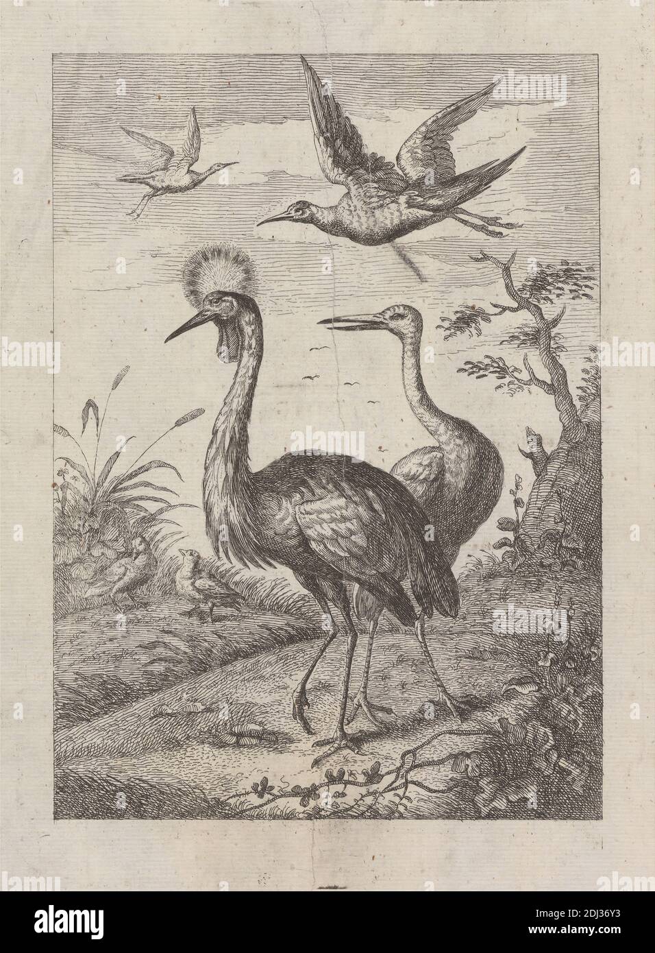Two Crested cranes and four other birds, a Pl. for 'A New Drawing Book...of Various Kinds of Birds, Drawn from Life by Mr. Francis Barlow' 1731 (1 of 9), Print made by George Bickham, 1683/4–1758, British, after Francis Barlow, ca. 1626–1704, British, Published by Henry Overton, 1675/6–1751, British, 1731, Etching on medium, smooth, cream laid paper, Sheet: 11 5/16 x 7 5/16 inches (28.7 x 18.6 cm), Plate: 8 5/16 x 6 1/4 inches (21.1 x 15.9 cm), and Image: 7 1/8 x 5 1/8 inches (18.1 x 13 cm), animal art, birds, branches, clouds, cranes (birds), crested cranes (birds), ducks, flying, hills Stock Photo