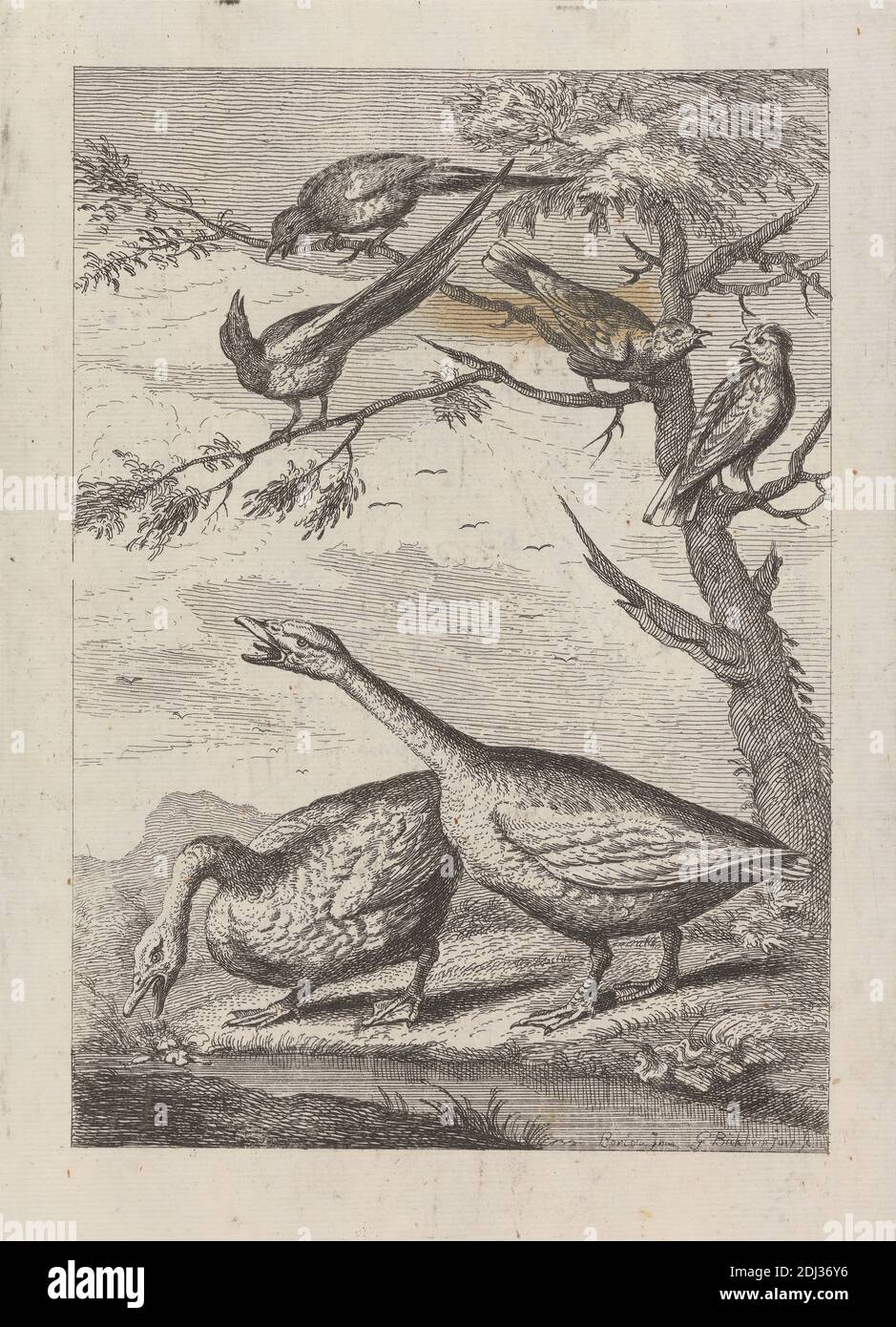 Two Geese and four other birds, a Pl. for 'A New Drawing Book...of Various Kinds of Birds the Life by Mr. Francis Barlow' 1731 (1 of 9), Print made by George Bickham, 1683/4–1758, British, after Francis Barlow, ca. 1626–1704, British, Published by Henry Overton, 1675/6–1751, British, 1731, Etching on medium, smooth, cream laid paper, Sheet: 11 5/16 x 7 5/16 inches (28.8 x 18.6 cm), Plate: 8 3/8 x 6 1/8 inches (21.3 x 15.5 cm), and Image: 7 5/16 x 5 1/8 inches (18.5 x 13 cm), animal art, birds, geese, magpie, mountains, river, singing, tree Stock Photo