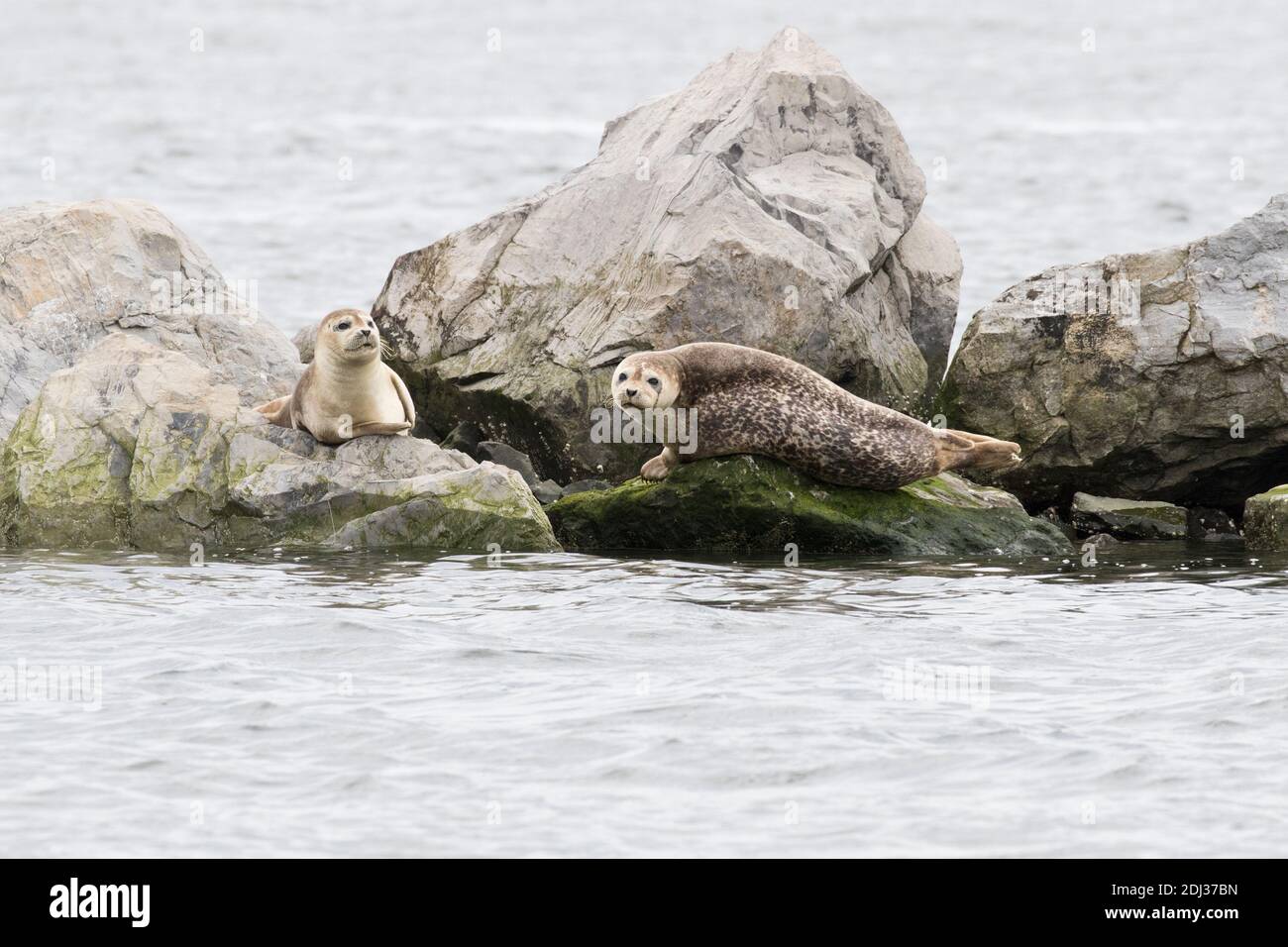 Western Atlantic Harbor Seals (Phoca vitulina concolor) hauled out on rocks, Long Island, NY Stock Photo
