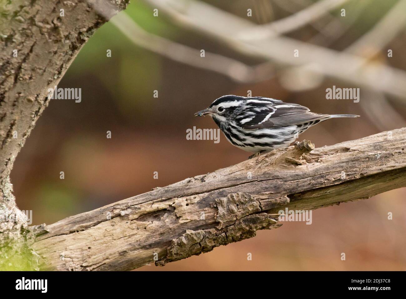 Black-and-white Warbler (Mniotilta varia) perched on a branch, Long Island, New York Stock Photo