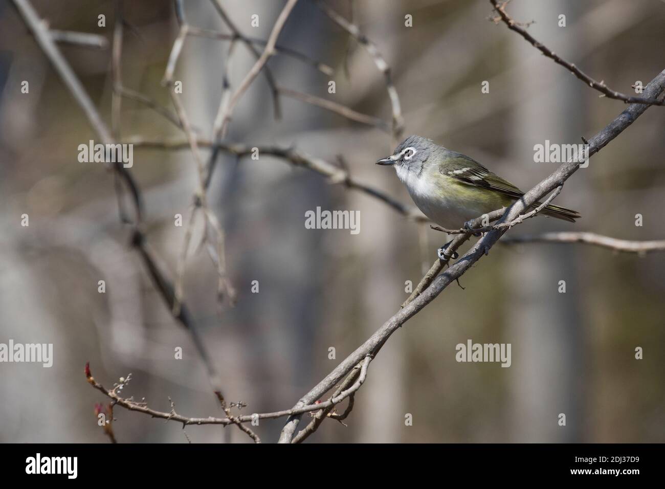 Blue-headed Vireo (Vireo solitarius) perched on a branch, Long Island, New York Stock Photo