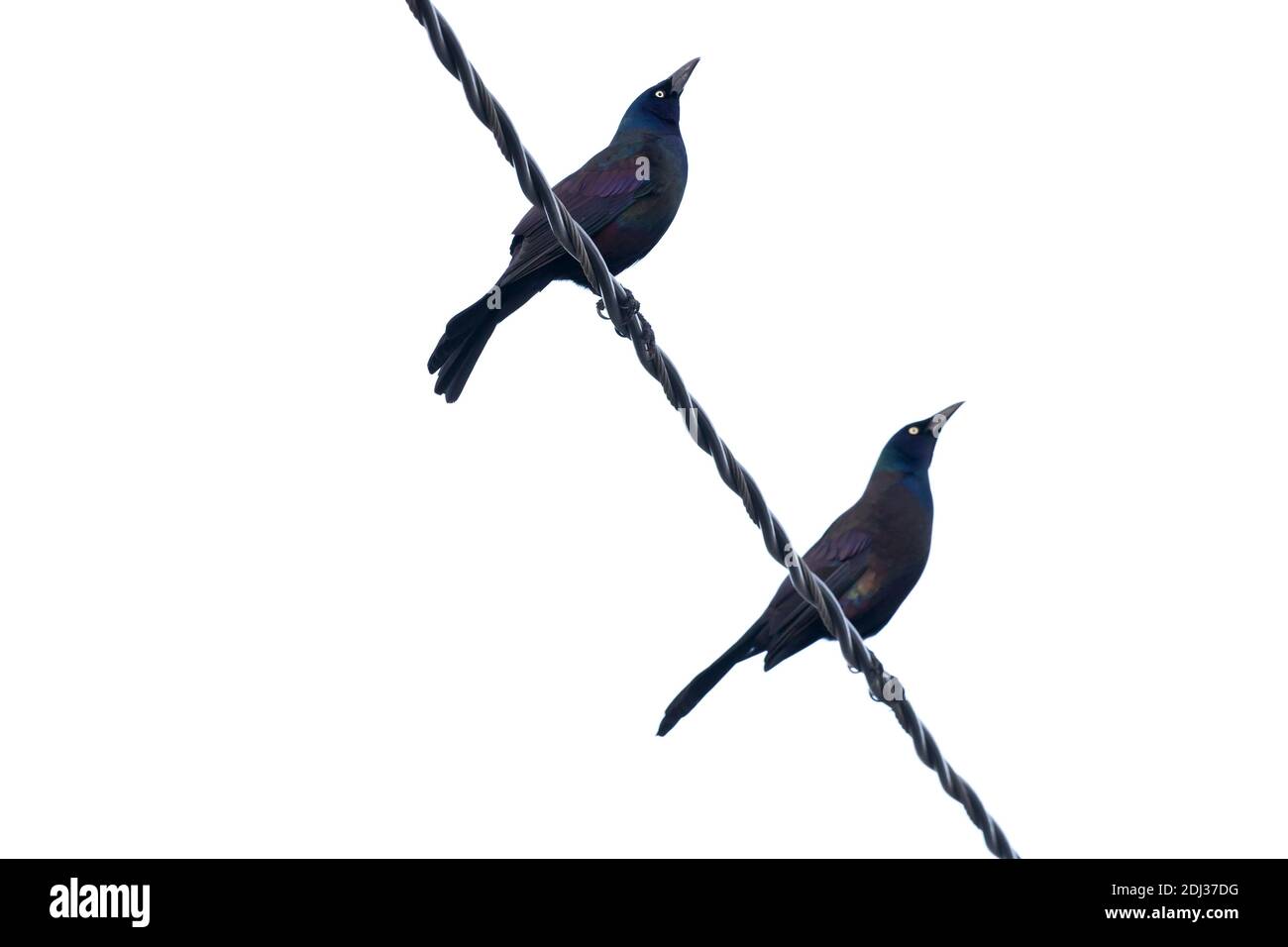 Common Grackle (Quiscalus quiscula) perched on a wire, Long Island, New York Stock Photo