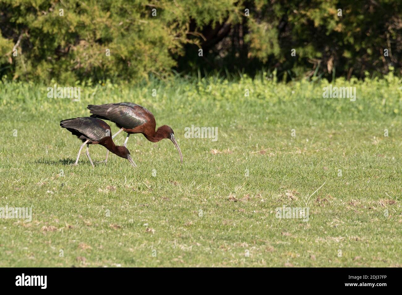 Glossy Ibis (Plegadis falcinellus) foraging in grass, Long Island, New York Stock Photo