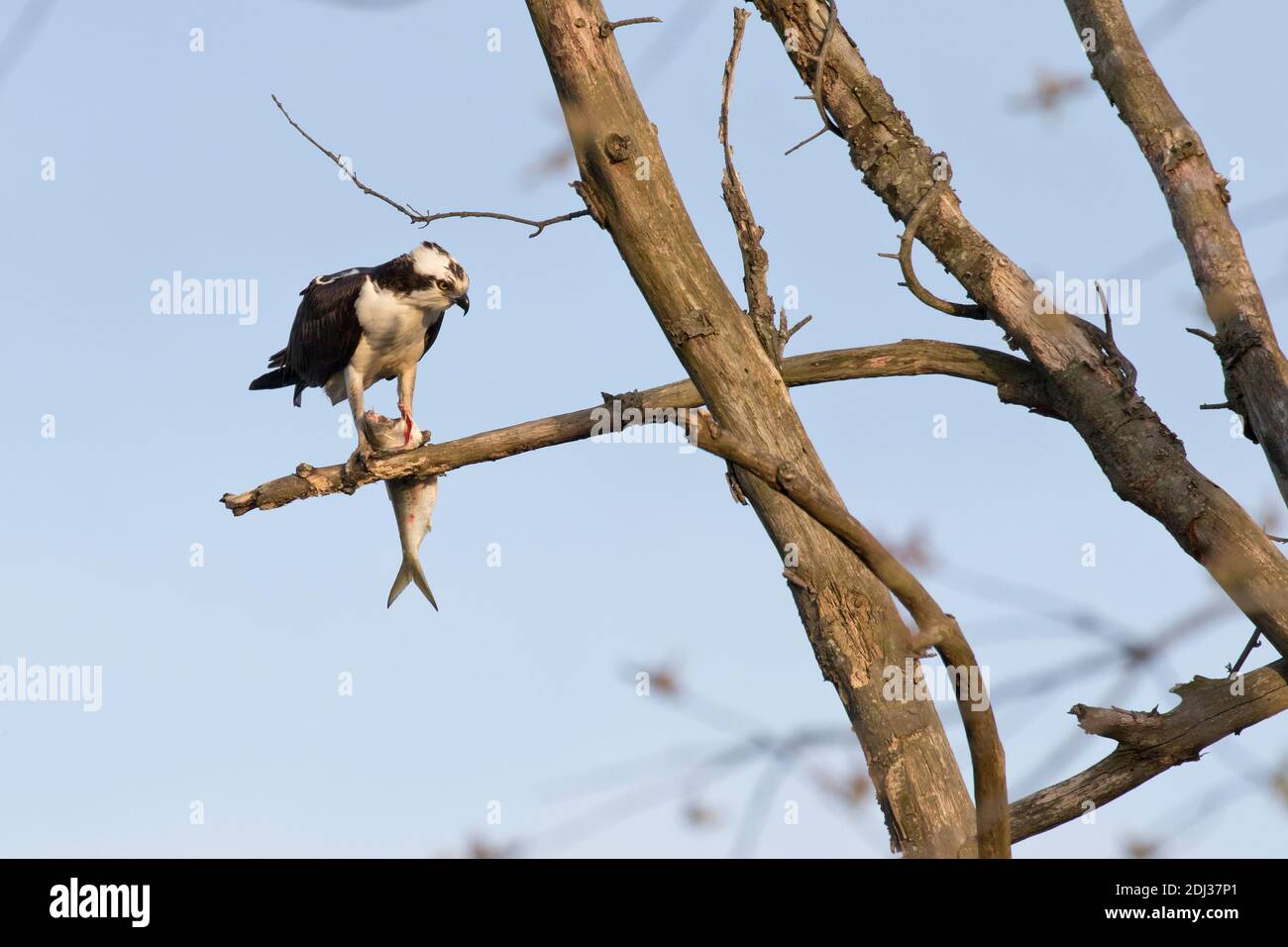 Osprey (Pandion haliaetus) feeding on a fish, Long Island, New York Stock Photo