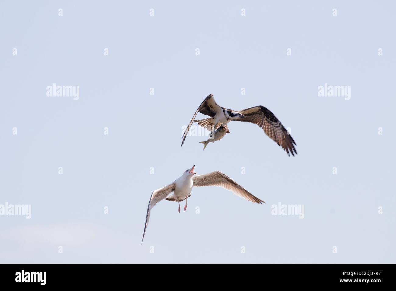 Great Black-backed Gull (Larus marinus) attempting to steal a fish from an Osprey (Pandion haliaetus), Long Island, New York Stock Photo