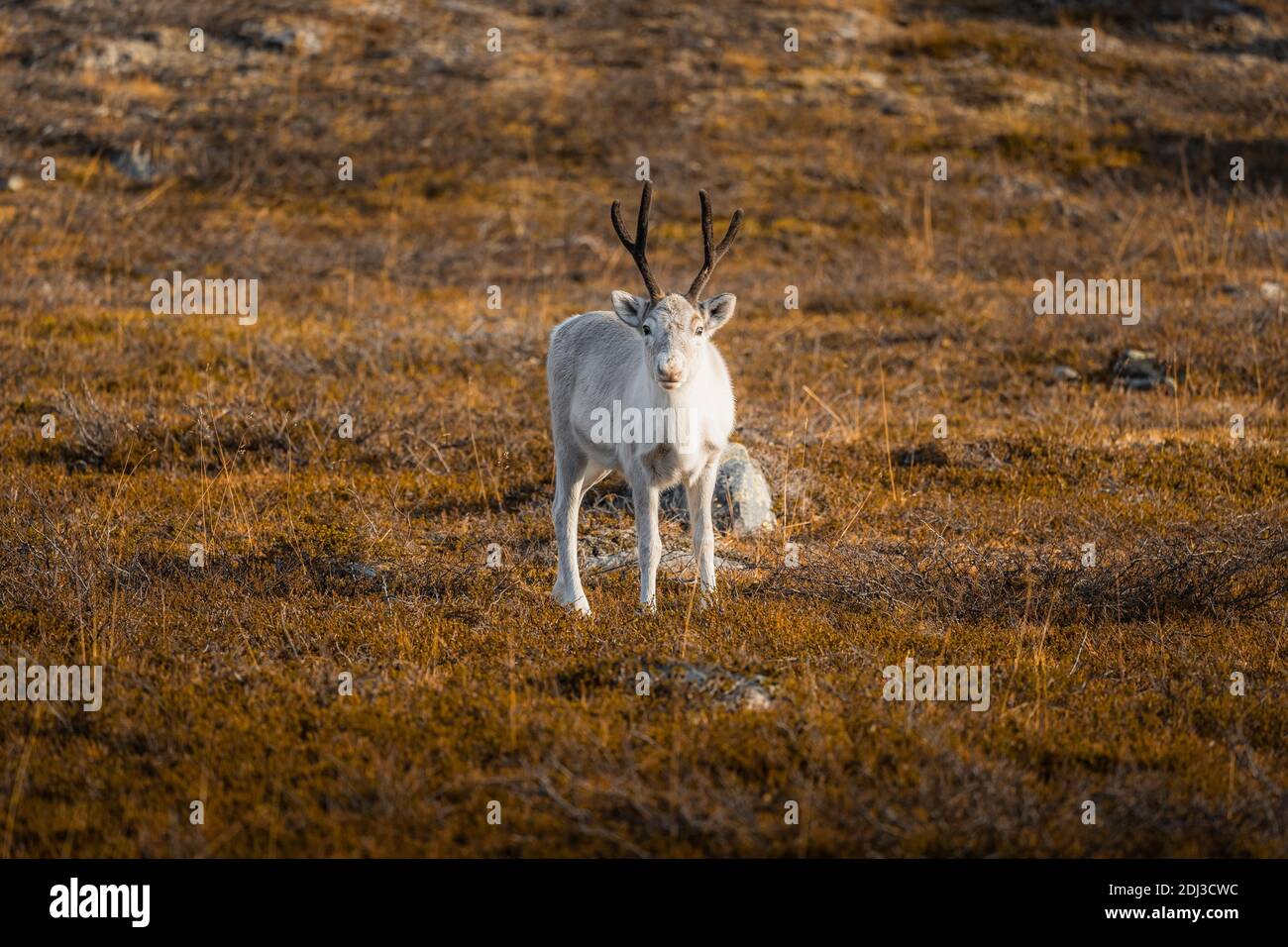White reindeer hi-res stock photography and images - Alamy