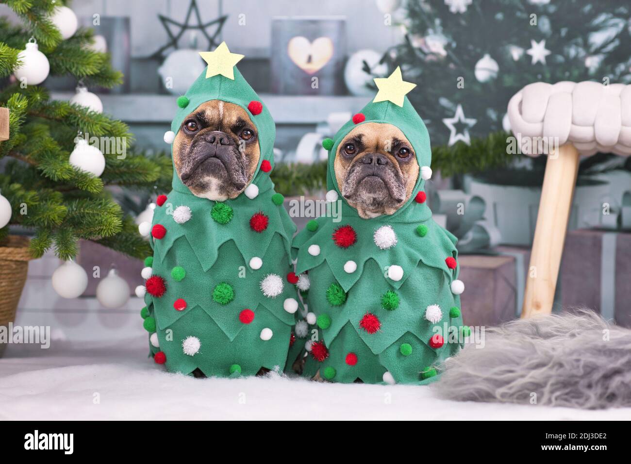 Funny French Bulldog dogs wearing Christmas tree costumes between Christmas trees and gift boxes Stock Photo