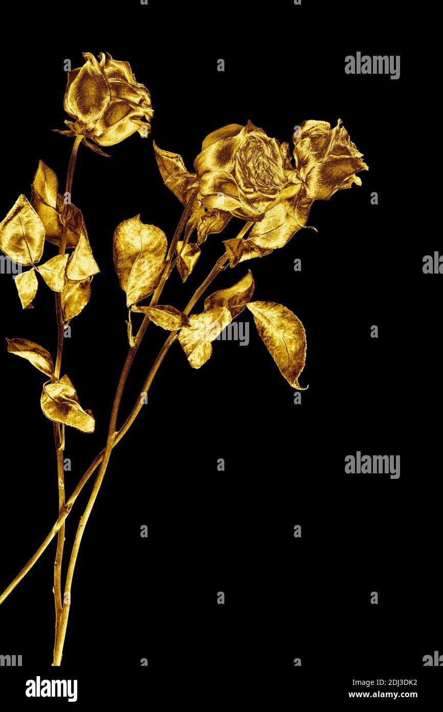 Ba bông hoa hồng vàng đặc biệt được trưng bày trên nền đen tạo nên một cảnh quan đầy bí ẩn và quyến rũ. Hãy thưởng thức hình ảnh và cảm nhận sự sang trọng và đẳng cấp của bó hoa đặc biệt này!