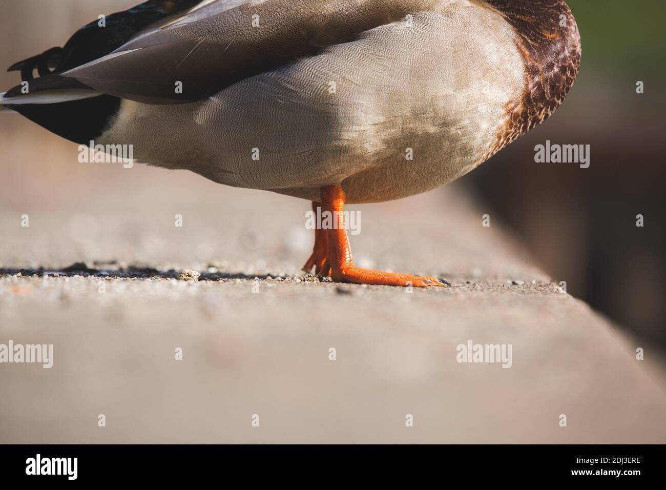 Duck feet hires stock photography and images Alamy