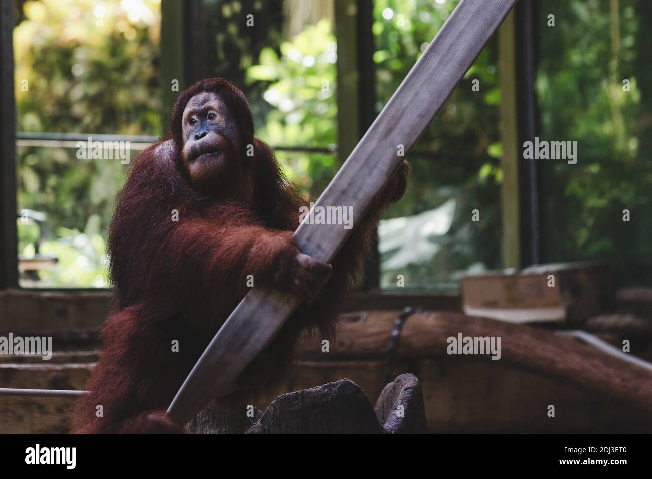 rescued orangutan looks to the side Stock Photo