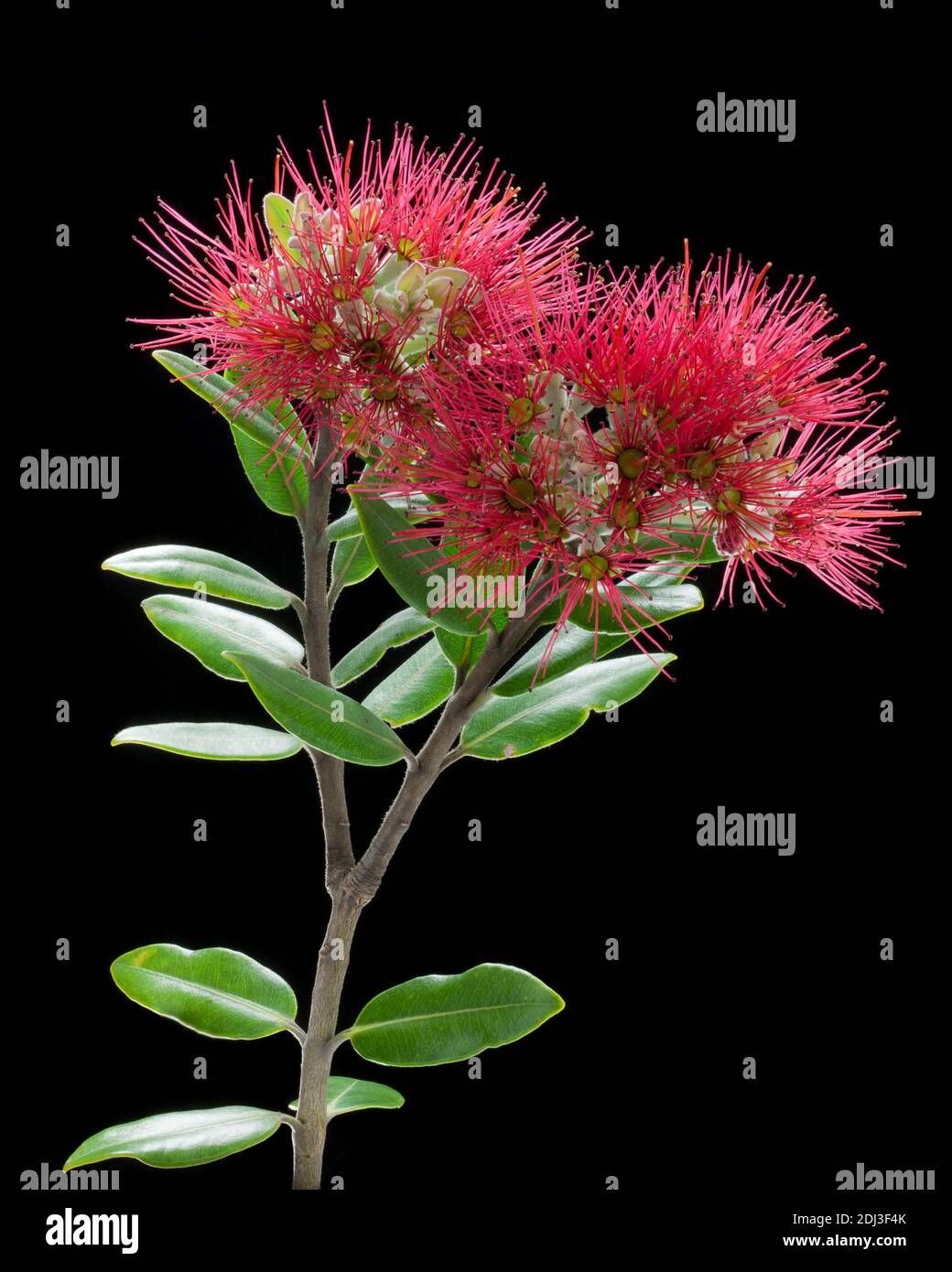 Flowers and leaves of the New Zealand pohutukawa tree against a black background Stock Photo