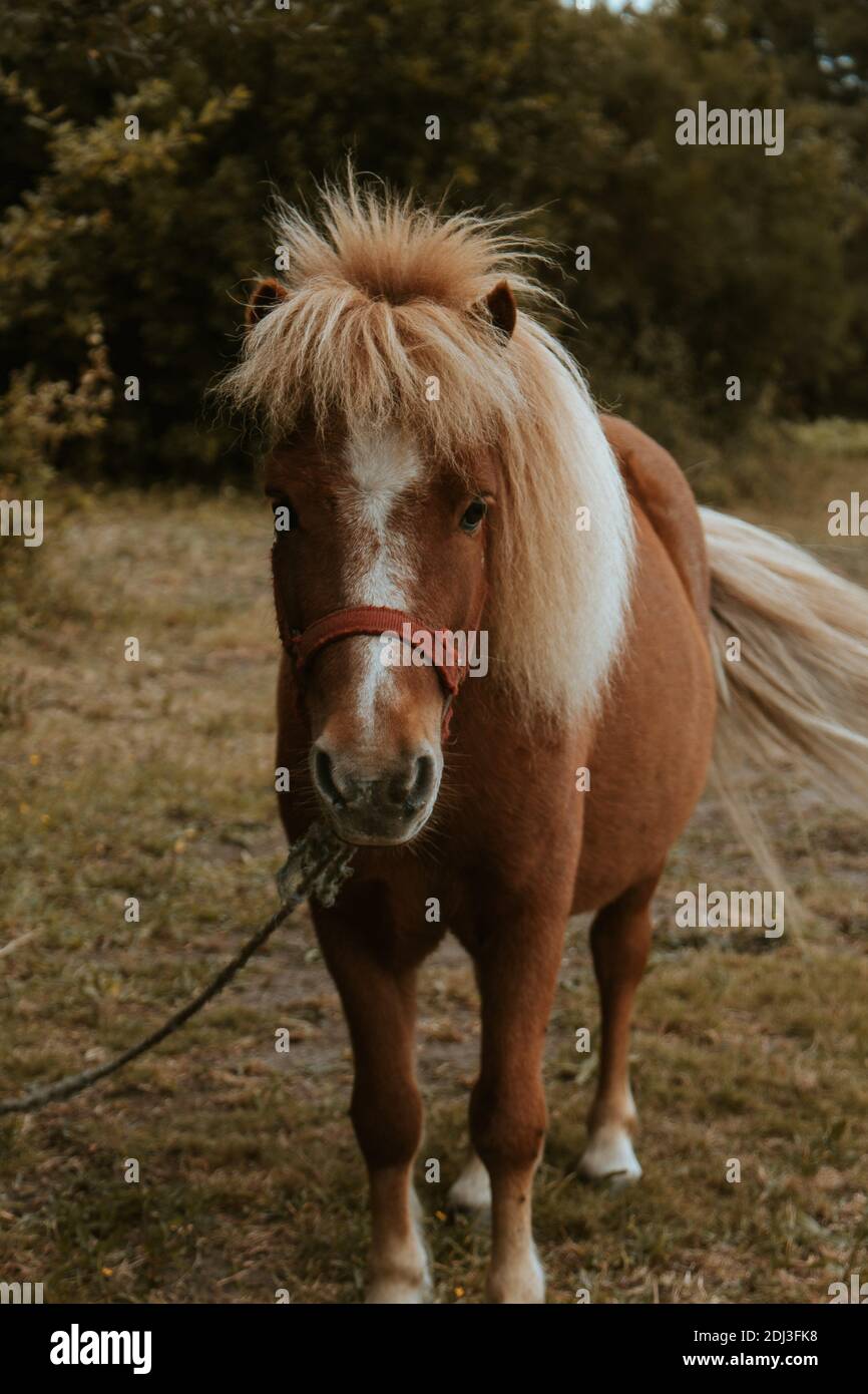 walking brown shetland pony Stock Photo