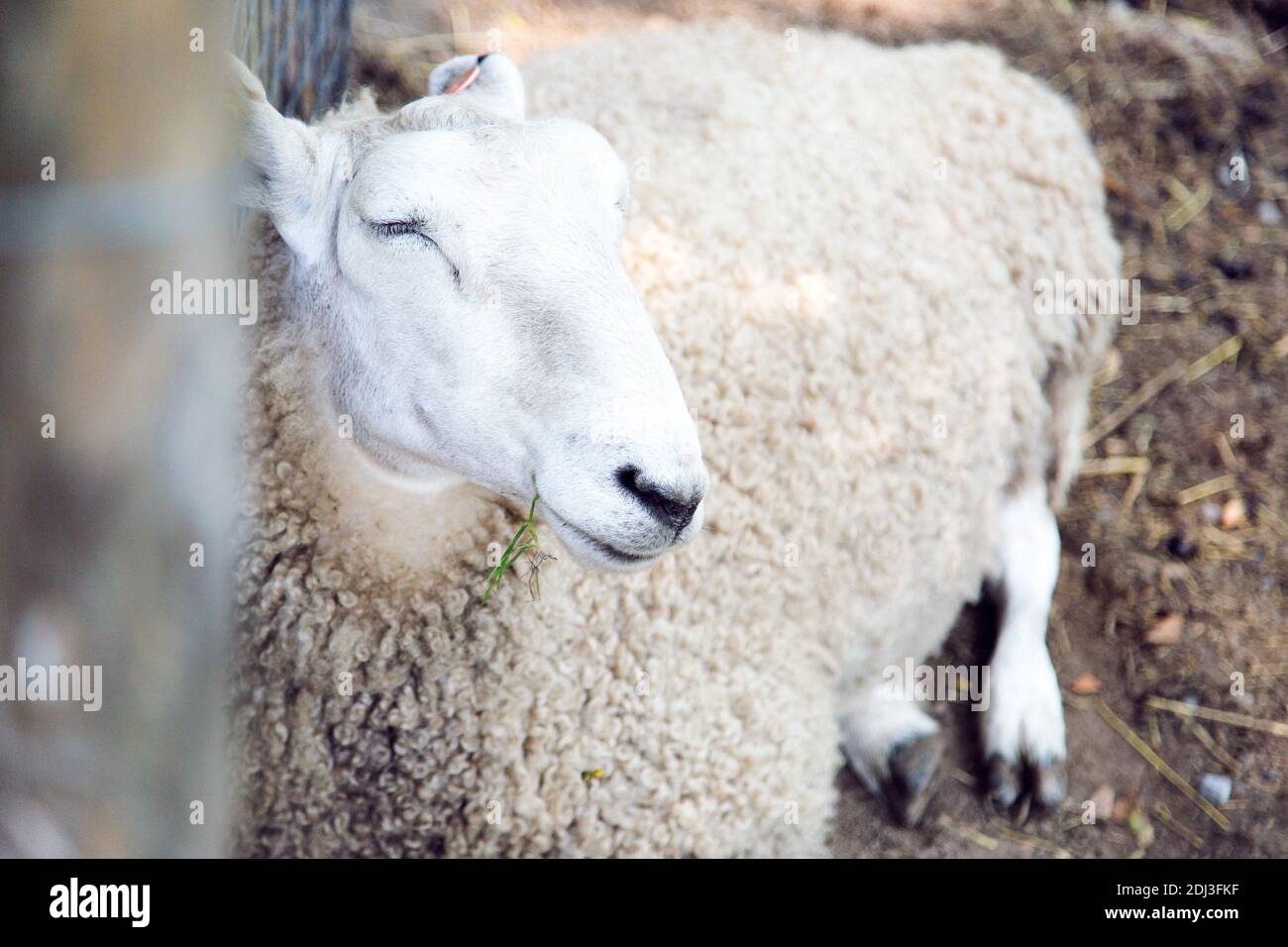 white sheep sleeping Stock Photo