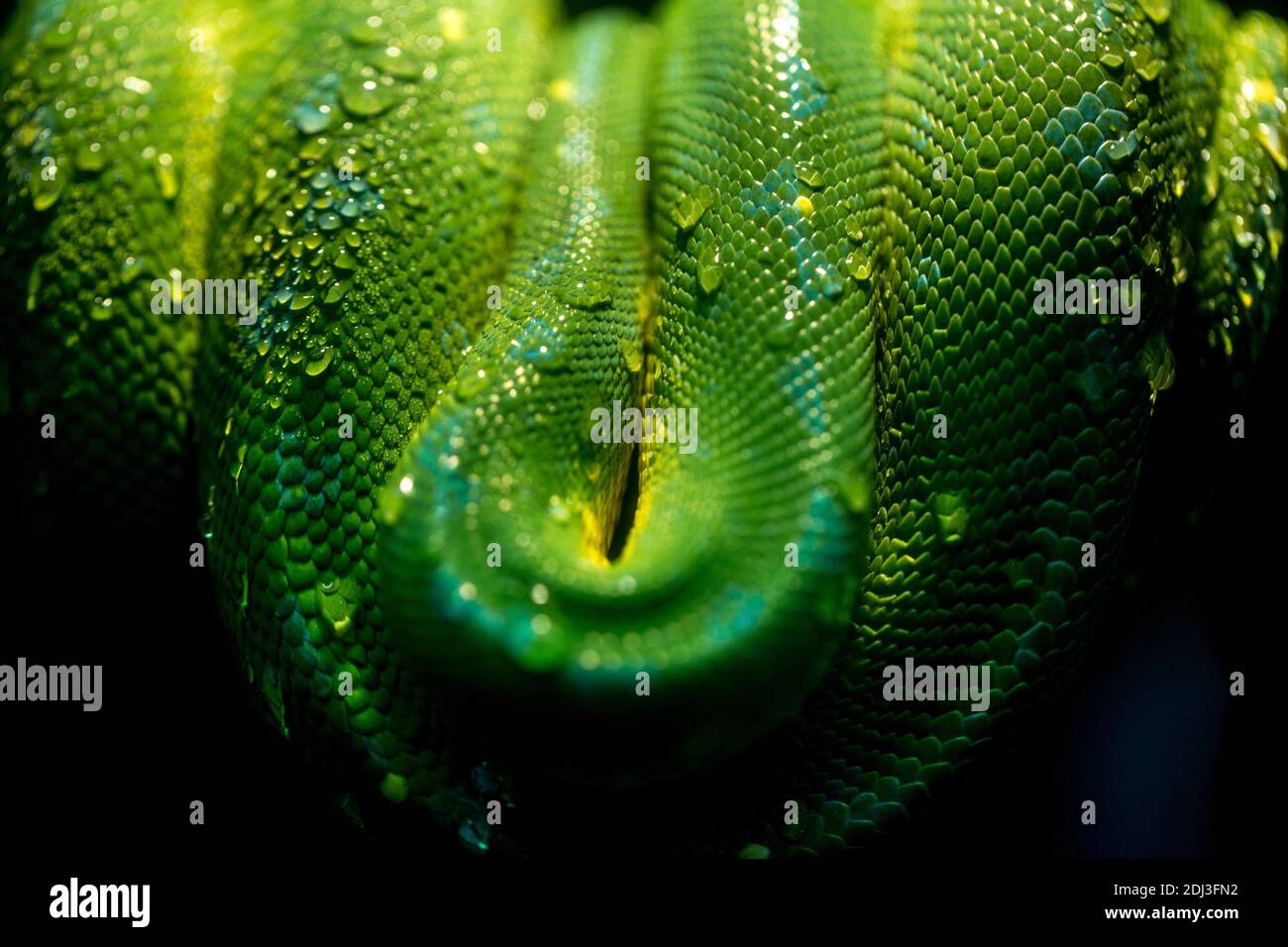 wrapped up green snake Stock Photo - Alamy