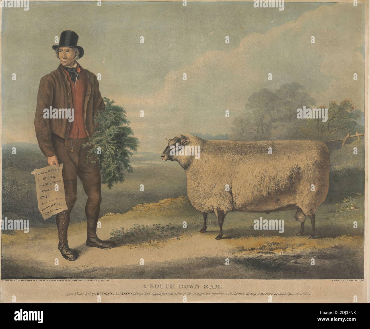 A South Down Ram; Aged 3 Years, bred by Mr. Thomas Crisp, Gedgrave Hall, Suffolk, for which a Prize of 30 Severeigns was awarded at the Annual Meeting of the R.A.S. at Cambridge, July 15th 1840, William Henry Davis, active 1803–1849, British, after William Henry Davis, active 1803–1849, British, 1840, Hand colored lithograph, Sheet: 18 1/2 x 24 1/4in. (47 x 61.6cm Stock Photo